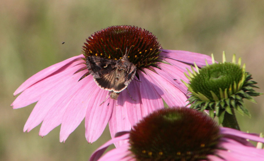 A proposito di Autographa gamma